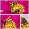 Collage-Bienen.jpg