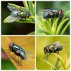 Collage-Fliegen.jpg