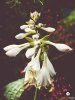 Lilien-Funkie_(Hosta_plantaginea).JPG