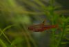 2015-10-30_Moskitobärbling(Rasbora brigittae) (8).jpg 2015-10-30_Moskitobärbling(Rasbora brigittae) (8).jpg