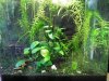 2015-05-17_Moskitobärbling(Rasbora brigittae) (16).jpg 2015-05-17_Moskitobärbling(Rasbora brigittae) (16).jpg