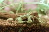 2016-05-14Microkrabbe ( Limnopilos naiyanetri (12).jpg 2016-05-14Microkrabbe ( Limnopilos naiyanetri (12).jpg