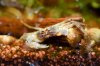 2016-05-14Microkrabbe ( Limnopilos naiyanetri (10).jpg