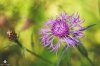 Wiesen-Flockenblume_(Centaurea_jacea).JPG