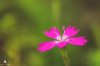 Heide-Nelke_(Dianthus_deltoides).JPG