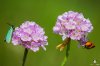Sand-Grasnelke_(Armeria_maritima_ssp._elongata)_Grünwidderchen.JPG