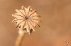 Türkischer_Mohn_(Papaver_orientale).JPG