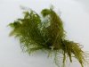 Myriophyllum mattogrossense 1.JPG Myriophyllum mattogrossense 1.JPG