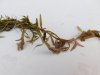 Rotala rotundifolia.JPG Rotala rotundifolia.JPG