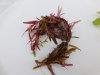 Rotala sp. colorata.JPG Rotala sp. colorata.JPG