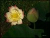 Lotusblüte2.jpg Lotusblüte2.jpg