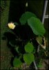 Lotusblüte3.jpg Lotusblüte3.jpg