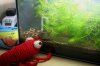 Ringelshrimps.JPG