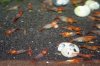 orange rili 01.jpg orange rili 01.jpg