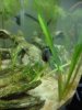 Schnecke komprimiert.jpg