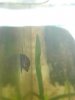 Schnecke Seitenansicht komprimiert.jpg