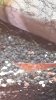 IMG-20171113-WA0025.jpeg IMG-20171113-WA0025.jpeg