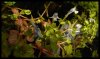 Linderniarotundifoliavar2.jpg Linderniarotundifoliavar2.jpg
