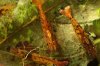 Shrimpy170_TSPT001.JPG Shrimpy170_TSPT001.JPG