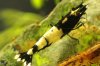Shrimpy170_TSPT001a.JPG Shrimpy170_TSPT001a.JPG