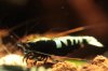 Shrimpy170_TSPT006.JPG Shrimpy170_TSPT006.JPG