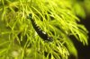 Shrimpy170_TSPT007a.JPG Shrimpy170_TSPT007a.JPG