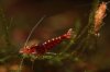 Shrimpy170_TSPT009.JPG