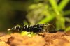 Shrimpy170_TSPT010.JPG Shrimpy170_TSPT010.JPG