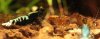 Shrimpy170_TSPT013.JPG Shrimpy170_TSPT013.JPG