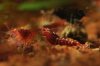 Shrimpy170_TSPT015a.JPG