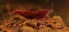 Shrimpy170_TSPT016.JPG Shrimpy170_TSPT016.JPG
