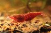 Shrimpy170_TSPT018.JPG