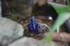 Blauer Pfeilgiftfrosch.jpg Blauer Pfeilgiftfrosch.jpg