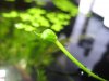 aquarium_blüte.JPG aquarium_blüte.JPG