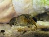 cambarellus shufeldtii.jpg cambarellus shufeldtii.jpg