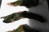 IMG_4007.JPG IMG_4007.JPG