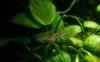 Schwimmende Hummel.jpg