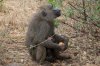 2018-10-05 Lake Manyara Nationalpark  (36).jpg