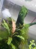 2018-10-29-clado-white-tip.jpeg 2018-10-29-clado-white-tip.jpeg