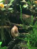Dezemberschnecke.jpg Dezemberschnecke.jpg