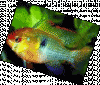 Apistogrammas.gif Apistogrammas.gif
