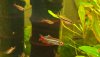 Vietnamesische Kardinalsfische W u. M.jpg