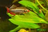 Vietnamesischer Kardinalsfisch M.jpg