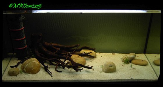 Nr. 31 lebt Juni2015 1.jpg Nr. 31 lebt Juni2015 1.jpg