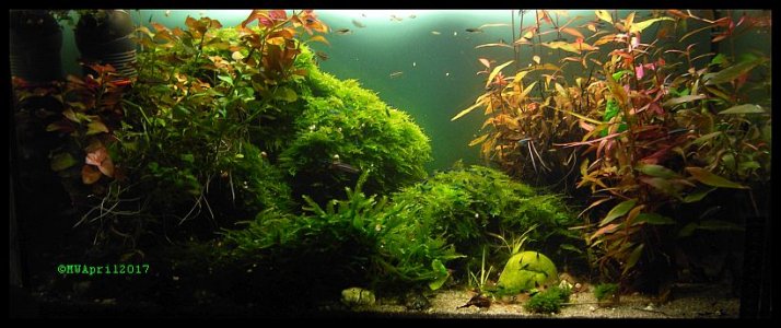 Nr.31 lebtApril2017.jpg Nr.31 lebtApril2017.jpg