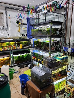 Fischkeller 2 2022.jpg Fischkeller 2 2022.jpg