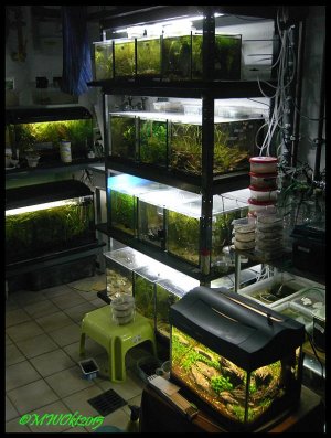 FischkellerOkt2015 2.jpg FischkellerOkt2015 2.jpg