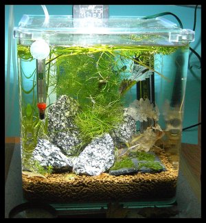 Littleshrimpaniacscube3.jpg Littleshrimpaniacscube3.jpg