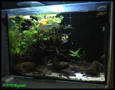 LittleshrimpaniacsCR8.jpg LittleshrimpaniacsCR8.jpg