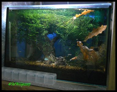 LittleshrimpaniacsuntenTaiwaner8.jpg LittleshrimpaniacsuntenTaiwaner8.jpg